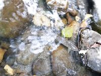 Имеретинка и горы: форель отпущена, вечером скорпены, потом ставридка с хода