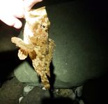 Имеретинка и горы: форель отпущена, вечером скорпены, потом ставридка с хода