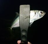 Имеретинка и горы: форель отпущена, вечером скорпены, потом ставридка с хода