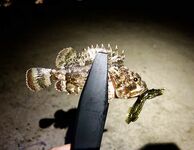 Адлер, вокзал: ночное дежурство без всплесков, скорпены и пара карасей