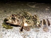 Адлер, вокзал: ночное дежурство без всплесков, скорпены и пара карасей