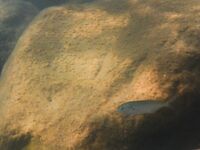 Луфарь у берега подрос, но воблеры молчат: дорабатываю технику проводки