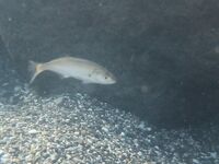 Луфарь у берега подрос, но воблеры молчат: дорабатываю технику проводки