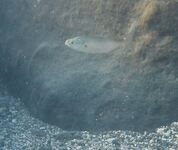 Луфарь у берега подрос, но воблеры молчат: дорабатываю технику проводки