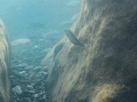 Луфарь у берега подрос, но воблеры молчат: дорабатываю технику проводки