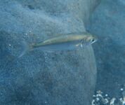 Луфарь у берега подрос, но воблеры молчат: дорабатываю технику проводки