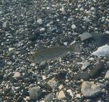 Луфарь у берега подрос, но воблеры молчат: дорабатываю технику проводки