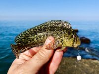 Утреннее дежурство: скорпенки, караси и первый луфарик на бомбарду 10 г