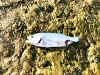 Утреннее дежурство: скорпенки, караси и первый луфарик на бомбарду 10 г