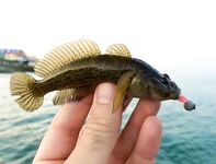 Утреннее дежурство: скорпенки, караси и первый луфарик на бомбарду 10 г