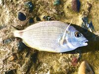 Утреннее дежурство: скорпенки, караси и первый луфарик на бомбарду 10 г