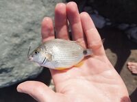 Утро на море: экогир нежный, зелёнухи и караси активные, вечер дал пару ершей