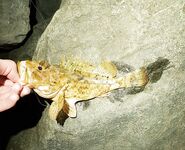 Утро на море: экогир нежный, зелёнухи и караси активные, вечер дал пару ершей