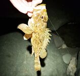 Утро на море: экогир нежный, зелёнухи и караси активные, вечер дал пару ершей