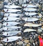 Перед рассветом луфарь разогнал ставриду: полоска из ставриды на 1.5 г помогла