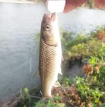 Речка по дороге и штиль на море: четыре голавля, потом скорпена спасла вечер