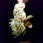 Речка по дороге и штиль на море: четыре голавля, потом скорпена спасла вечер