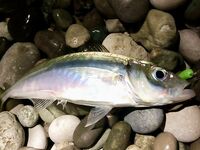 Интернет слабый — фото позже, отмечаюсь коротко и вернусь с иллюстрациями