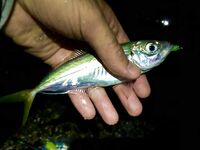 Интернет слабый — фото позже, отмечаюсь коротко и вернусь с иллюстрациями