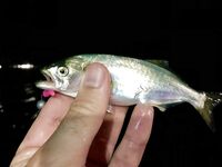 Интернет слабый — фото позже, отмечаюсь коротко и вернусь с иллюстрациями