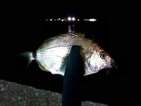 Интернет слабый — фото позже, отмечаюсь коротко и вернусь с иллюстрациями