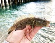 Интернет слабый — фото позже, отмечаюсь коротко и вернусь с иллюстрациями