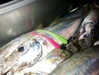 Короткое добавление к сессии — зафиксировал выход, остальное приложу отдельным постом