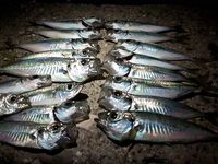 Пицунда: ставрида ночью 1-4 г, днём блюфиши «втаптывали» 0.23 флюр