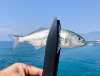 Пицунда: ставрида ночью 1-4 г, днём блюфиши «втаптывали» 0.23 флюр