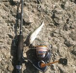 Адлер на рассвете: железо молчало, микроджиг оживил, отводной закрыл барабулей