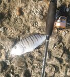 Адлер на рассвете: железо молчало, микроджиг оживил, отводной закрыл барабулей