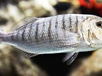 Найдена «атлантическая мормора»: фиксация по виду, любопытная встреча на побережье