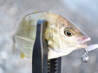 Ласкирь на песке до темноты: Magbite Booty Shake 2" тащил, изомы молчали