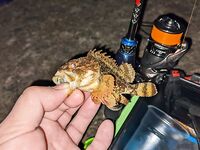 Ставридка вечером 18:00-21:00 на 2.2 г, утром 6:00-8:00 три сарганчика и луфарик