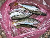 Ставридка вечером 18:00-21:00 на 2.2 г, утром 6:00-8:00 три сарганчика и луфарик