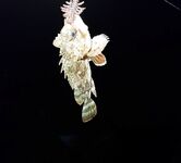 Имеретинка, шторм и ветер: карась обдирал раков, XL нереис помог по поклёвкам