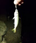 Имеретинка, шторм и ветер: карась обдирал раков, XL нереис помог по поклёвкам