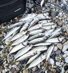 Перед рассветом 3:00-4:30: 1.5 г плюс силикон ловили, вода остыла — рыба оживает