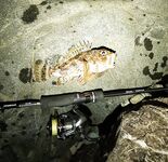 Имеретинка, боковой ветер и смена приманок: карася не нашёл, ушёл в скорпену