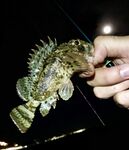 Мацеста против Адлера: ночью три горбыля, позже подошла ставрида — слаг и рак в деле