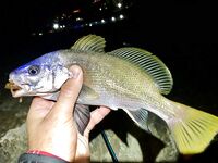 Мацеста против Адлера: ночью три горбыля, позже подошла ставрида — слаг и рак в деле