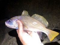 Мацеста против Адлера: ночью три горбыля, позже подошла ставрида — слаг и рак в деле