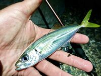 Мацеста против Адлера: ночью три горбыля, позже подошла ставрида — слаг и рак в деле