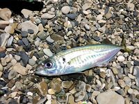 Мацеста против Адлера: ночью три горбыля, позже подошла ставрида — слаг и рак в деле