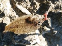 Рассветная буну-сессия: пилькеры без отклика, отводной с червём дал частые поклёвки