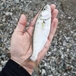 Луфарь начал укрупняться, железо и вобы игнорит — берёт на мдж и AdjiMaster