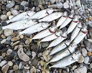 Луфарь начал укрупняться, железо и вобы игнорит — берёт на мдж и AdjiMaster