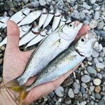 Луфарь начал укрупняться, железо и вобы игнорит — берёт на мдж и AdjiMaster