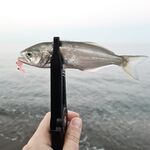 Луфарь начал укрупняться, железо и вобы игнорит — берёт на мдж и AdjiMaster