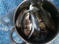 Ласкирь клевал без интриги — порадовала бойкая кукушка, пришлось повозиться